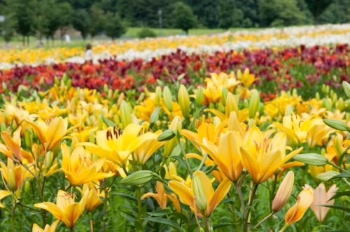 東日本最大級のゆり園 どんでん平ゆり園 And Trip たびびと