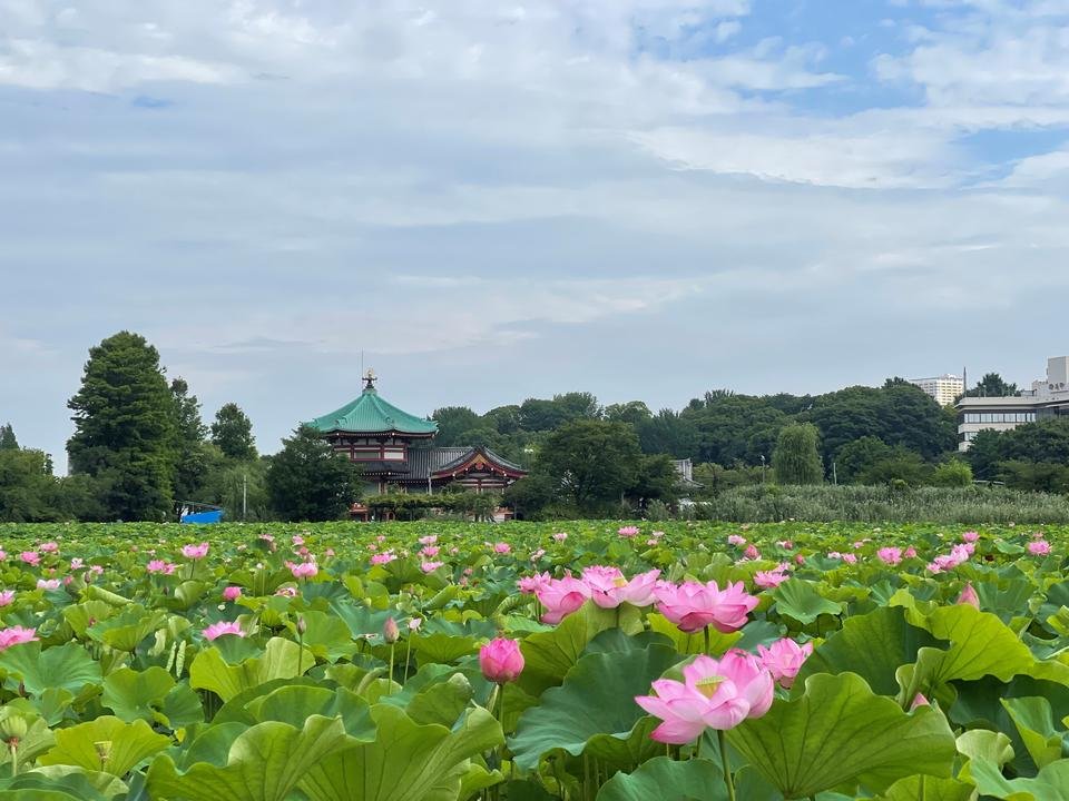 2024年度版！不忍池の蓮の花は今が見頃！うえの夏まつりも開催中【上野恩賜公園】 ｜*and trip. たびびと