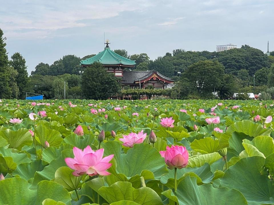 2024年度版！不忍池の蓮の花は今が見頃！うえの夏まつりも開催中【上野恩賜公園】 ｜*and trip. たびびと