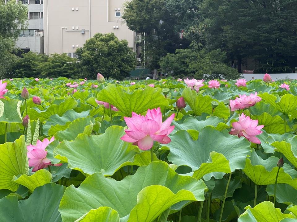 2024年度版！不忍池の蓮の花は今が見頃！うえの夏まつりも開催中【上野恩賜公園】 ｜*and trip. たびびと